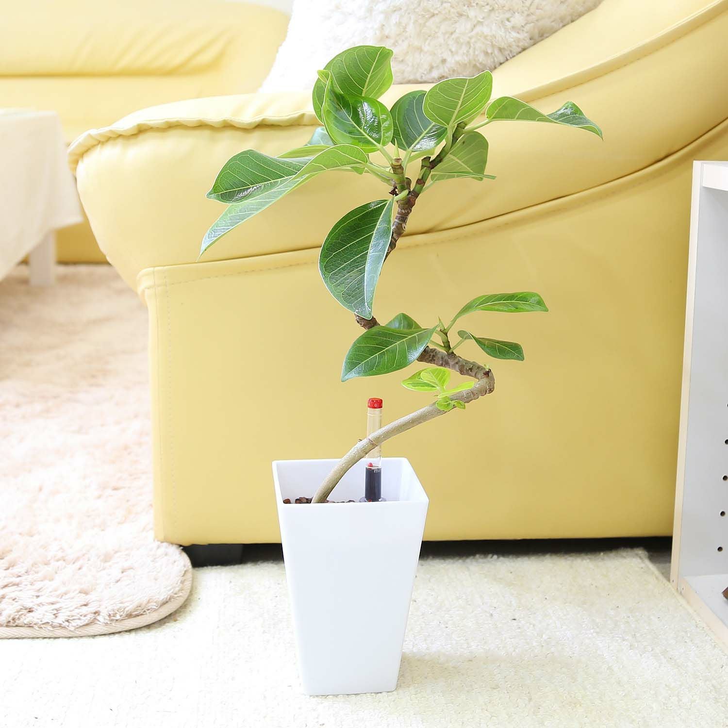観葉植物アルテシーマ 観葉植物 フィカス アルテシーマ 10号 曲り LushBasket (ラッシュ