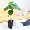土を使わない観葉植物ハイドロカルチャー ウンベラータ