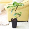 土を使わない観葉植物 ハイドロカルチャー アルティシーマ アルテシーマ