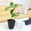土を使わない観葉植物 ハイドロカルチャー アルティシーマ アルテシーマ