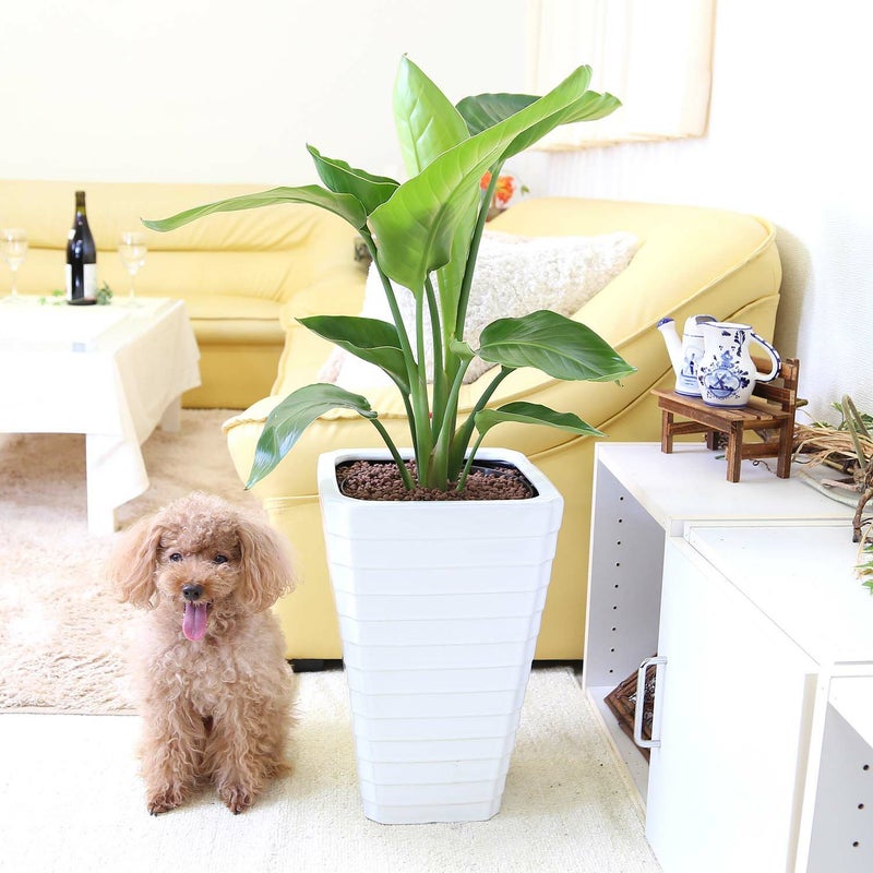 ハイドロカルチャー オーガスタ ビッグサイズ 大きめ