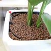 ハイドロカルチャー オーガスタ ビッグサイズ 大きめ