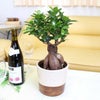 ハイドロカルチャー ガジュマル 大きめ 土を使わない観葉植物