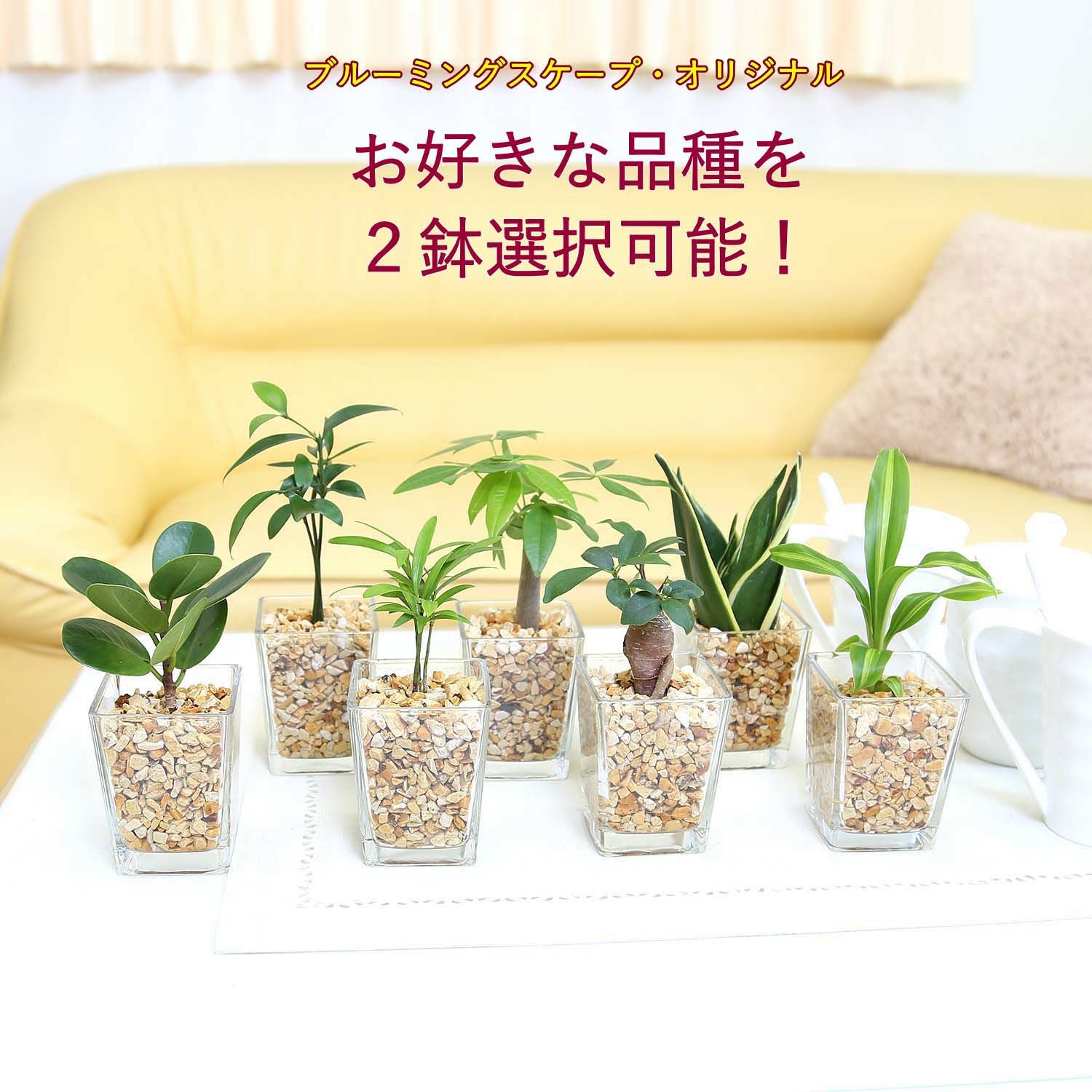 ミニ観葉植物 ゼオライト植え 2鉢 ハイドロカルチャー 通販 販売｜観葉