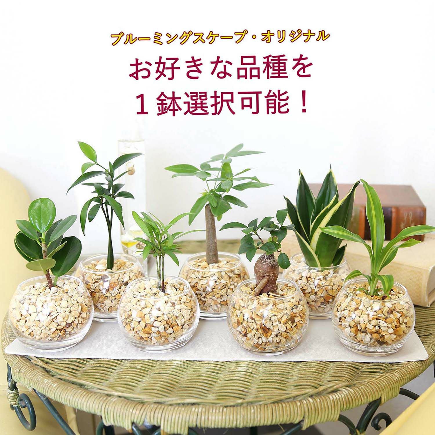 ミニ観葉植物 ゼオライト植え 丸形 通販 販売｜観葉植物のブルーミング