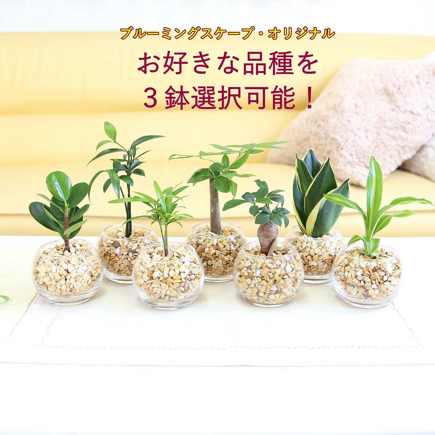 ミニ観葉植物 ミニ観葉植物 ゼオライト植え 丸形 2鉢 通販 販売｜観葉植物の
