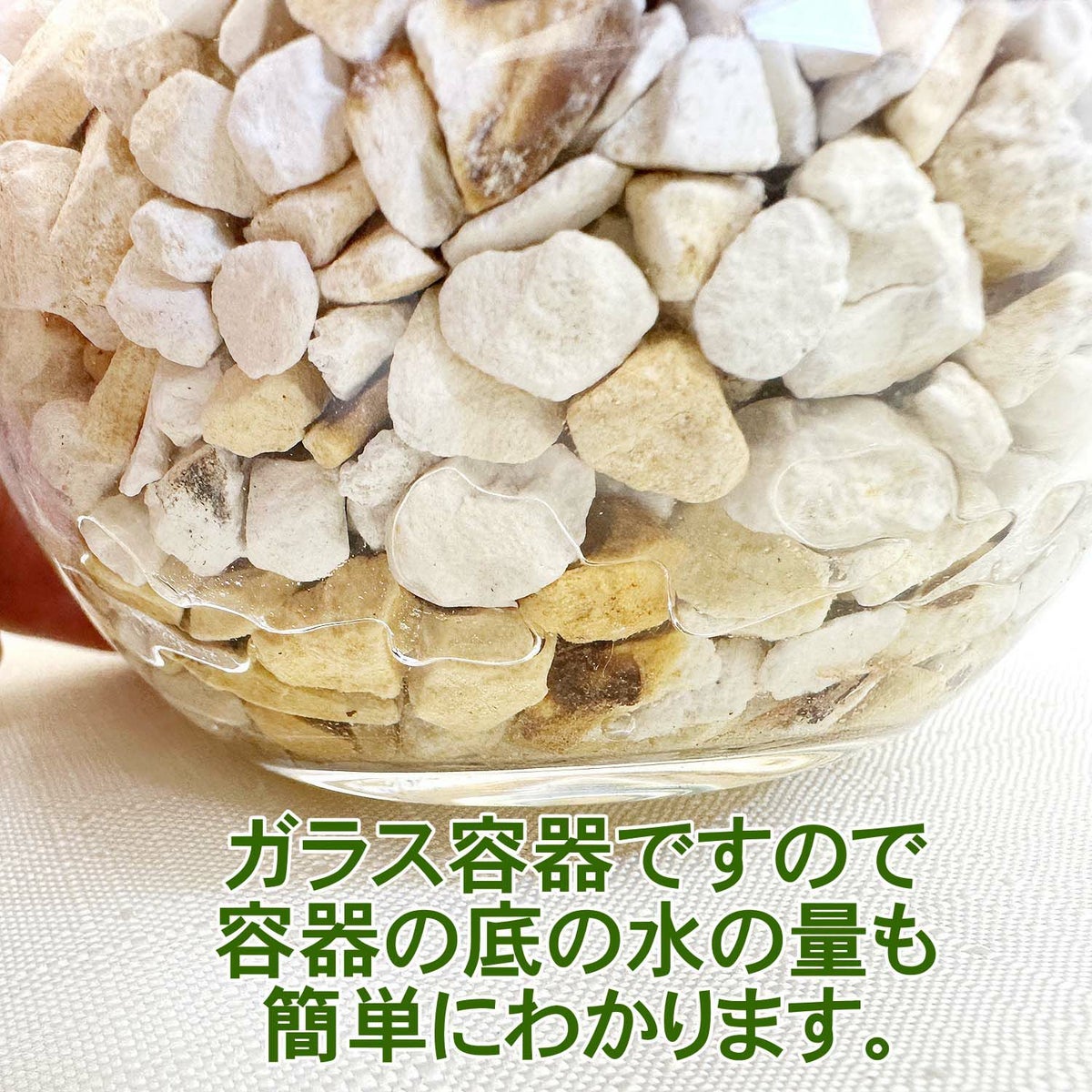 ゼオライト植え・ガラス鉢 ハイドロカルチャー ガジュマル・サンスベリア・パキラ