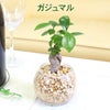 ゼオライト植え・ガラス鉢 ハイドロカルチャー ガジュマル・サンスベリア・パキラ