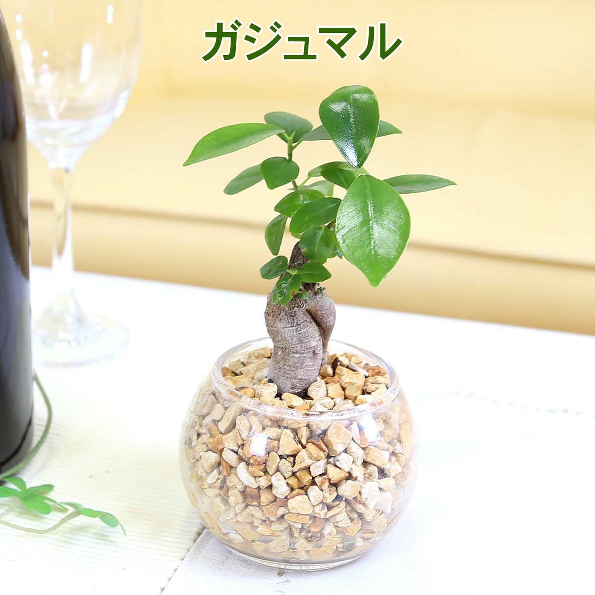 ゼオライト植え・ガラス鉢 ハイドロカルチャー ガジュマル・サンスベリア・パキラ