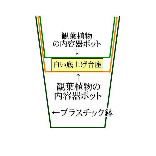 土を使わない観葉植物 サンスベリア ハイドロカルチャー