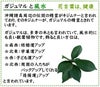 土を使わないで清潔なミニ観葉植物 ゼオライト植え