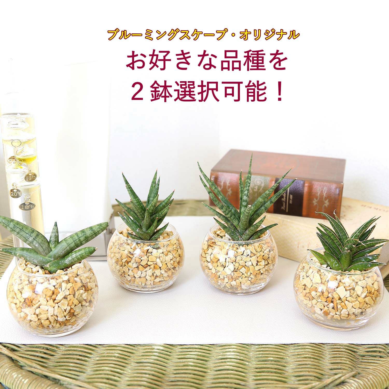 ミニ観葉植物 ゼオライト植え 丸形 2鉢 通販 販売｜観葉植物の