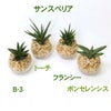 サンスベリア ゼオライト植え・ガラス鉢 丸形 ２鉢セット