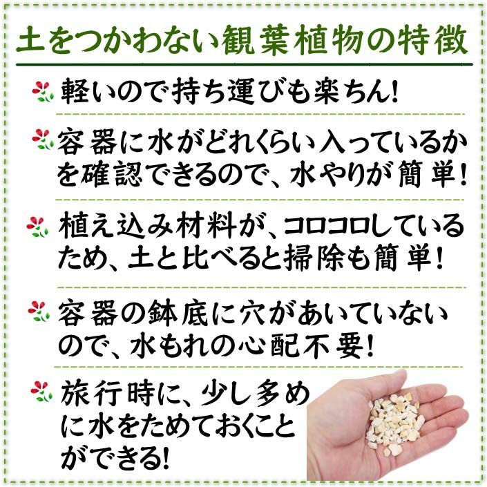 サンスベリア ゼオライト植え・ガラス鉢 丸形 ２鉢セット