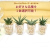 土を使わない観葉植物 サンスベリア ハイドロカルチャー