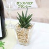 サンスベリア フランシー