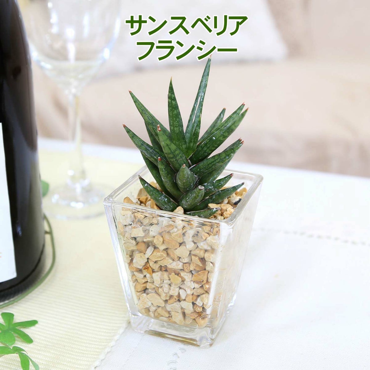 サンスベリア フランシー