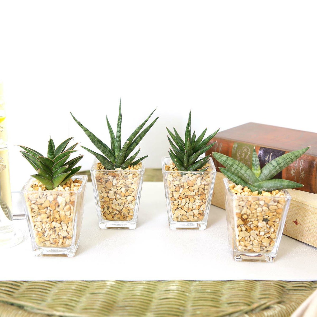 土を使わない観葉植物 サンスベリア ハイドロカルチャー