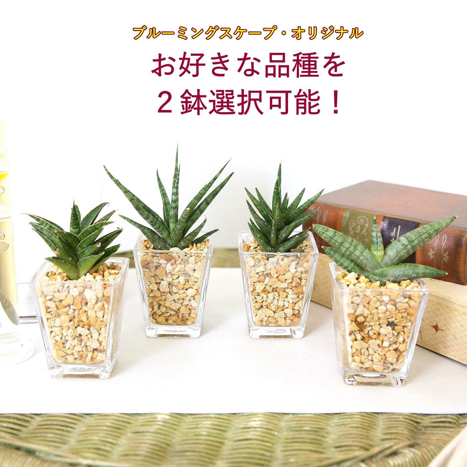 ミニ観葉植物 ゼオライト植え サンスベリア 2鉢 通販 販売｜観葉植物