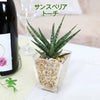 土を使わない観葉植物 サンスベリア トーチ