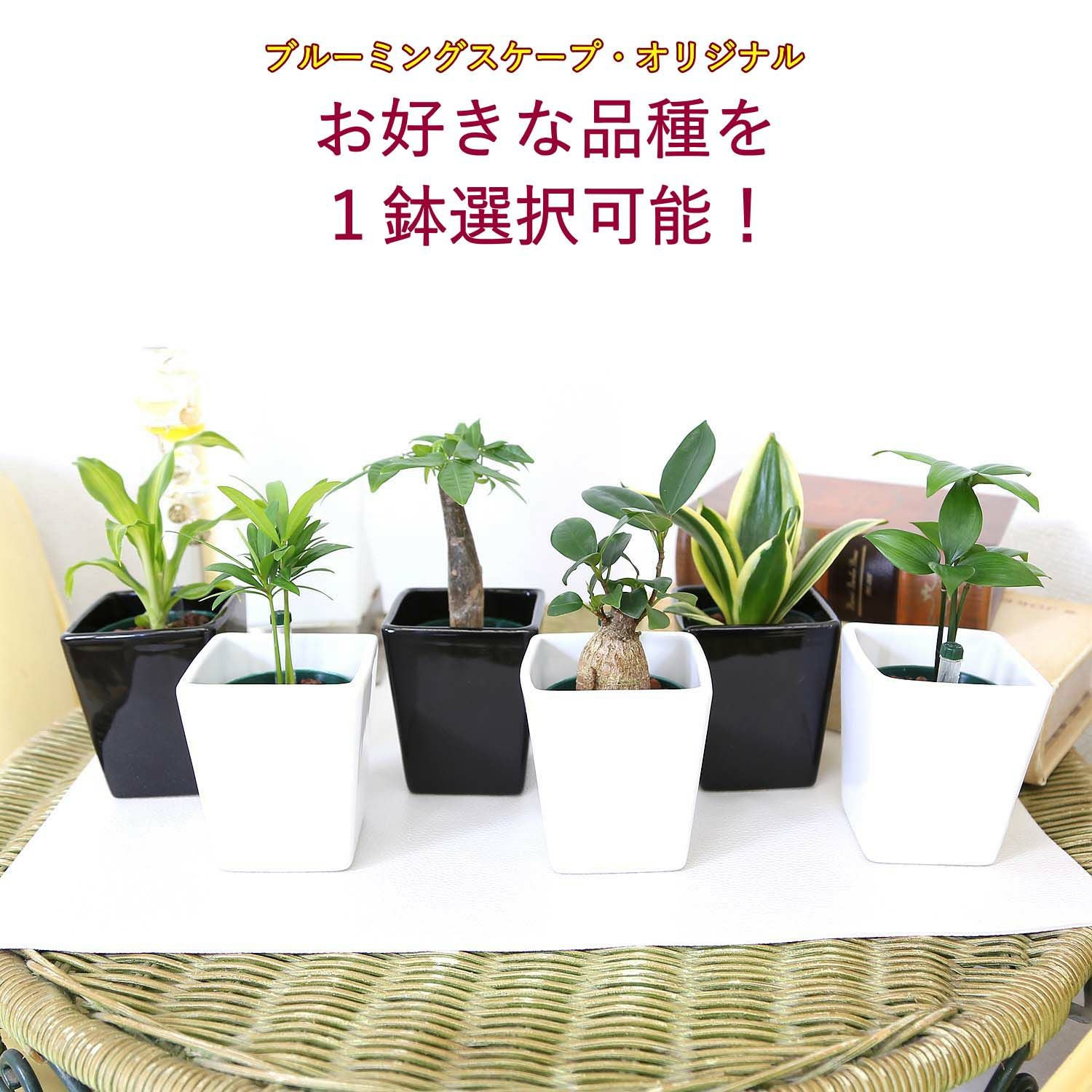 観葉植物 観葉植物 ネフロレピス 3号 ベラ S 黒 付き | 観葉植物ならHitoHana