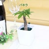土を使わない観葉植物 ハイドロカルチャー  陶器鉢 パキラ