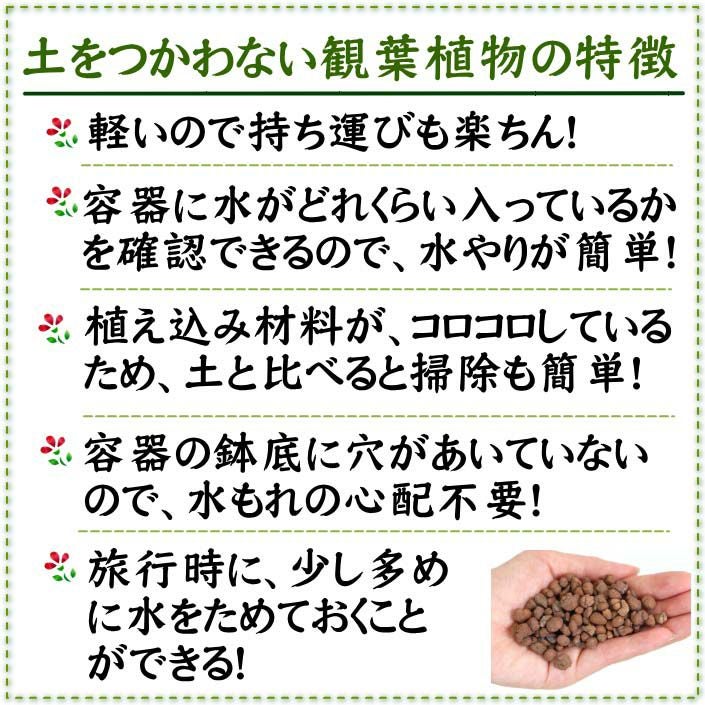 土を使わない観葉植物 ハイドロカルチャー 陶器鉢