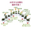 土を使わない観葉植物 ハイドロカルチャー 陶器鉢