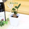土を使わない観葉植物 ハイドロカルチャー 陶器鉢 ガジュマル
