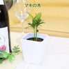 土を使わない観葉植物 ハイドロカルチャー 陶器鉢 マキの木