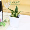 土を使わない観葉植物 ハイドロカルチャー 陶器鉢 サンスベリア ハニーボニー