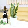 土を使わない観葉植物 ハイドロカルチャー サンスベリア