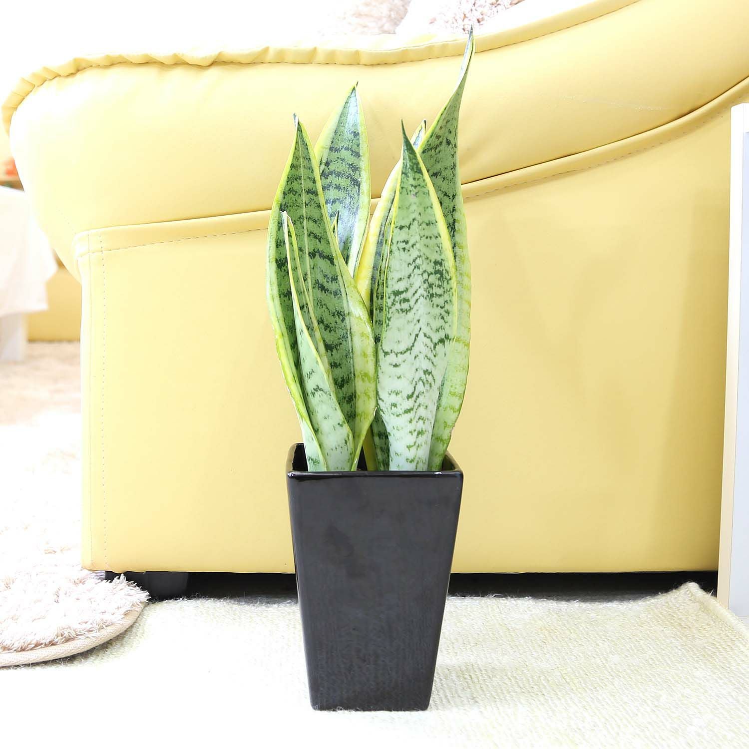 清潔感もあるレカトン植えのサンスベリア ブラック陶器鉢 通販 販売