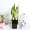 土を使わない観葉植物 ハイドロカルチャー サンスベリア 陶器鉢