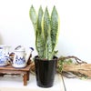 ハイドロカルチャー 水耕栽培 観葉植物 サンスベリア サンセベリア