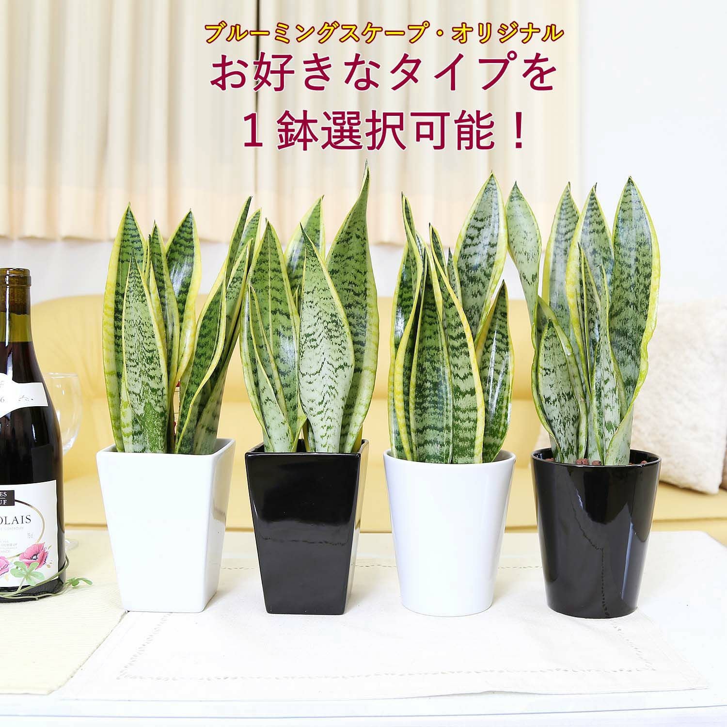 清潔感もあるレカトン植えのサンスベリア ホワイト陶器鉢 通販 販売