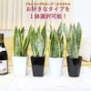 サンスベリア サンセベリア ハイドロカルチャー 観葉植物 水耕栽培 土を使わない