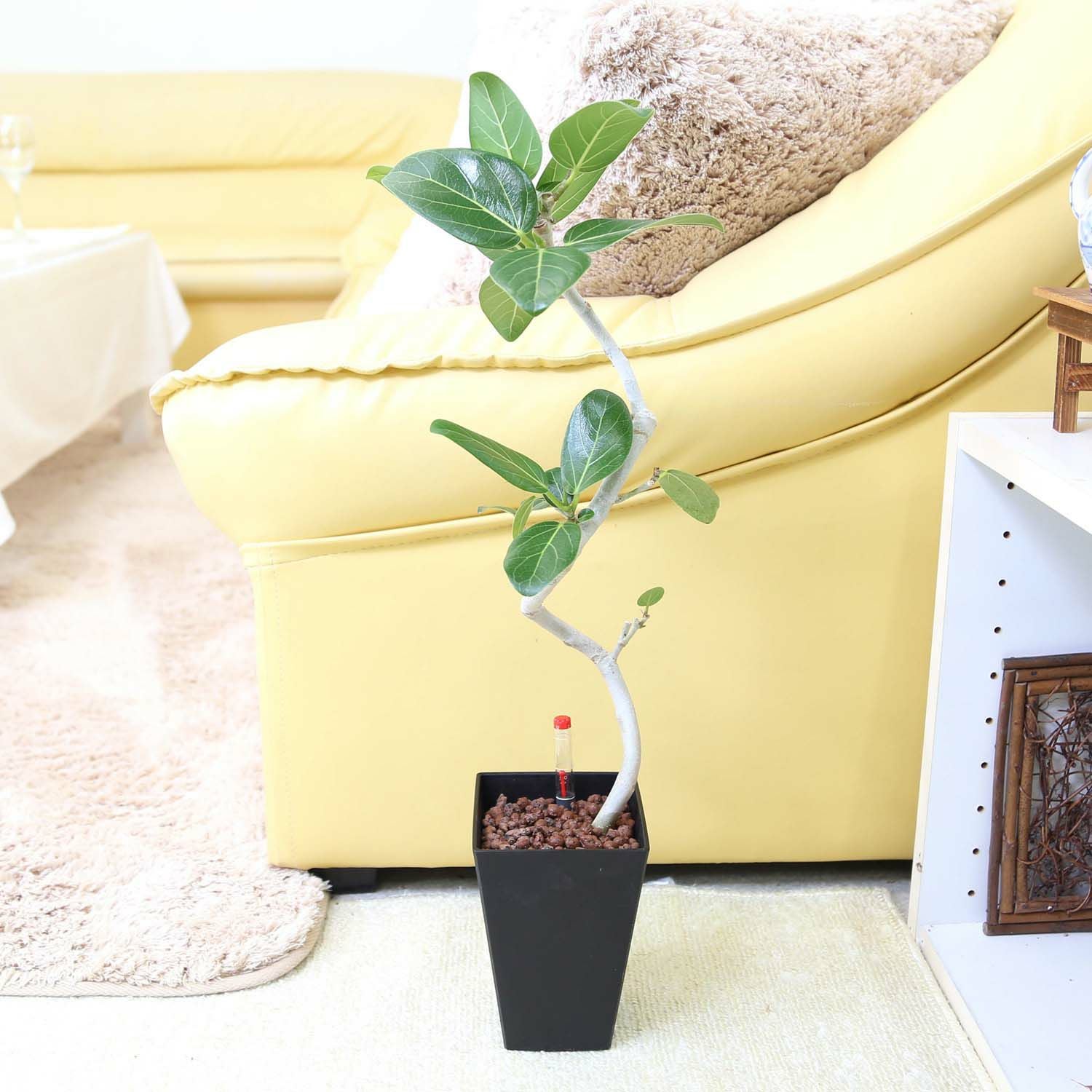 フィカス ベンガレンシス 通販 販売｜観葉植物のブルーミングスケープ