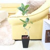 土を使わない観葉植物 ハイドロカルチャー ベンガレンシス