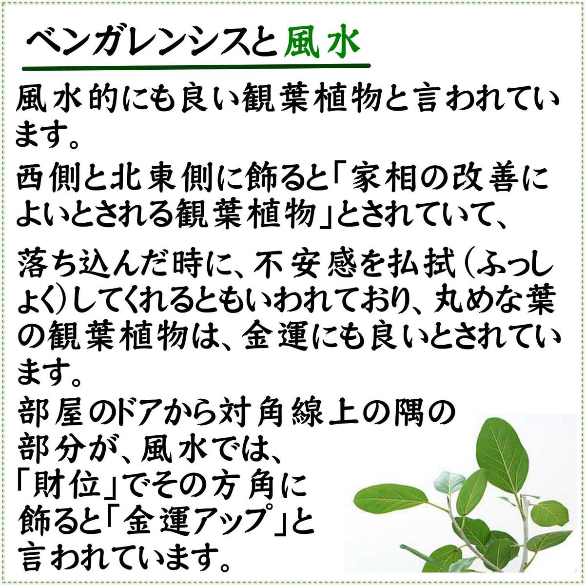 土を使わない観葉植物 ハイドロカルチャー ベンガレンシス