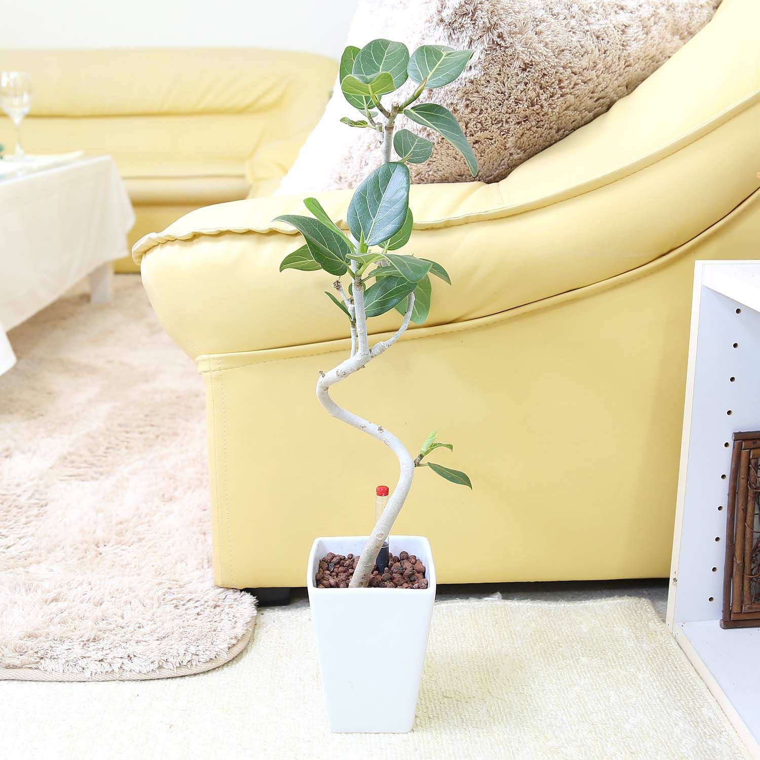 清潔感もあるレカトン植えのベンガレンシス ホワイト陶器鉢 通販 販売