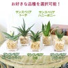 土を使わないで清潔なミニ観葉植物 ゼオライト植え・キューブ