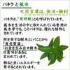 土を使わない観葉植物 パキラ