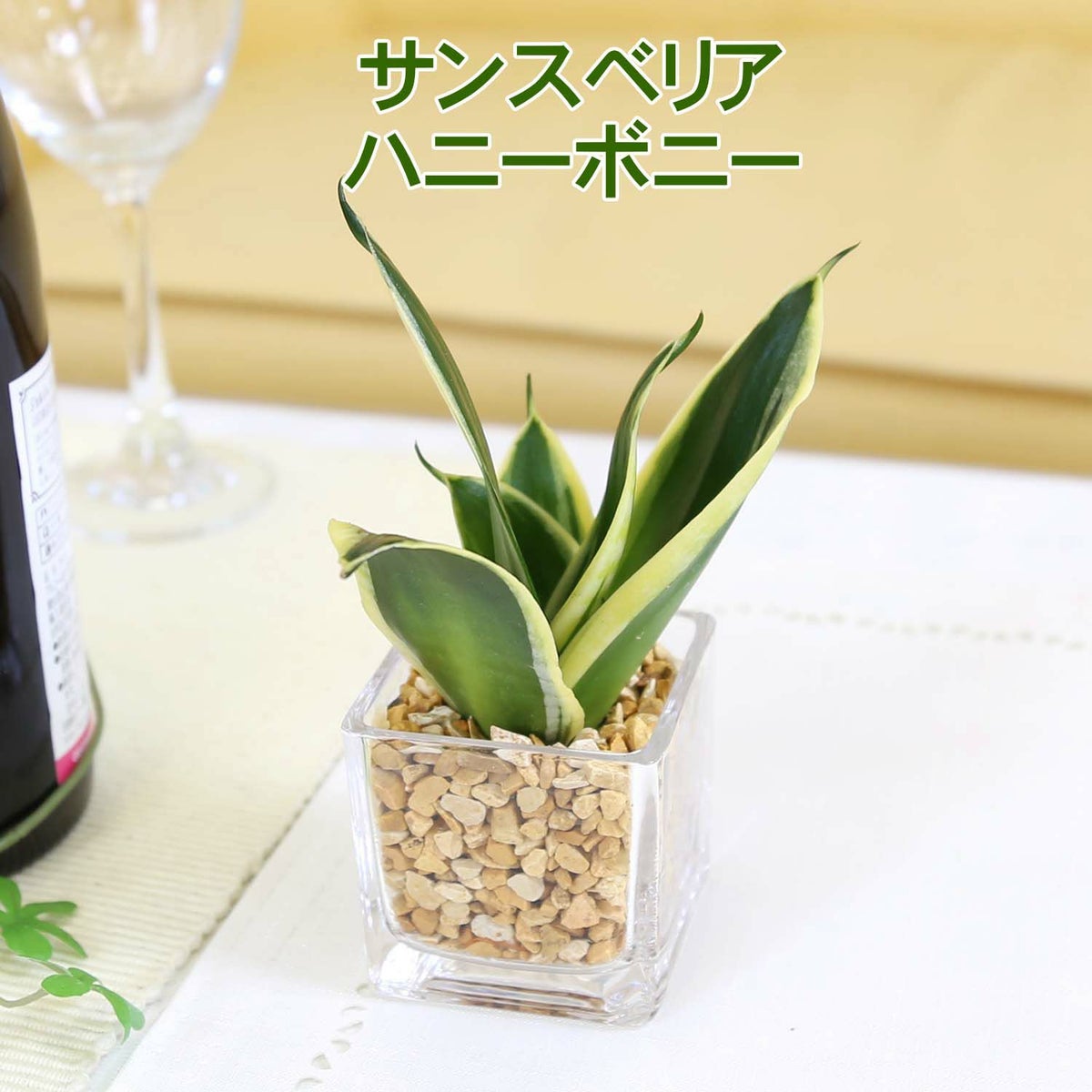 土を使わない観葉植物 サンスベリア ハニーボニー