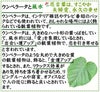 ウンベラータ 10号 曲がり仕立て