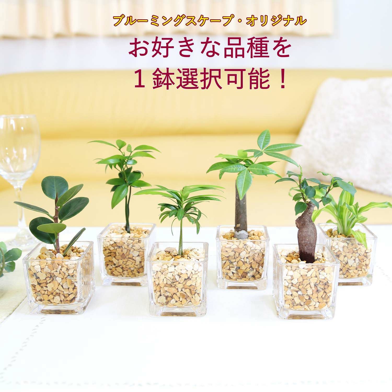 ミニ観葉植物 ゼオライト植え キューブ形 2鉢 通販 販売｜観葉植物の