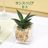 ミニ観葉植物 ゼオライト植え・キューブ形
