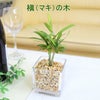 土を使わない観葉植物 マキの木