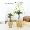 スモールサイズの観葉植物 ゼオライト植え