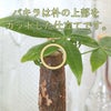 スモールサイズの観葉植物 ゼオライト植え パキラ